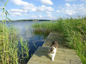 Der Steg an der Schlei